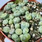 Lithops 5