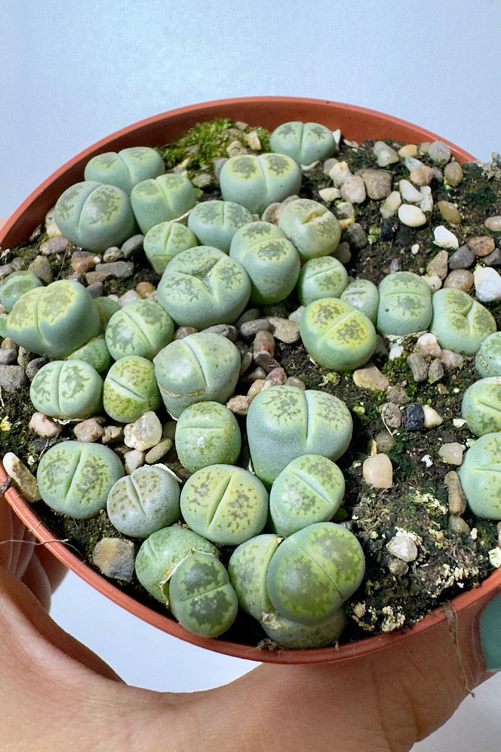 Lithops 5