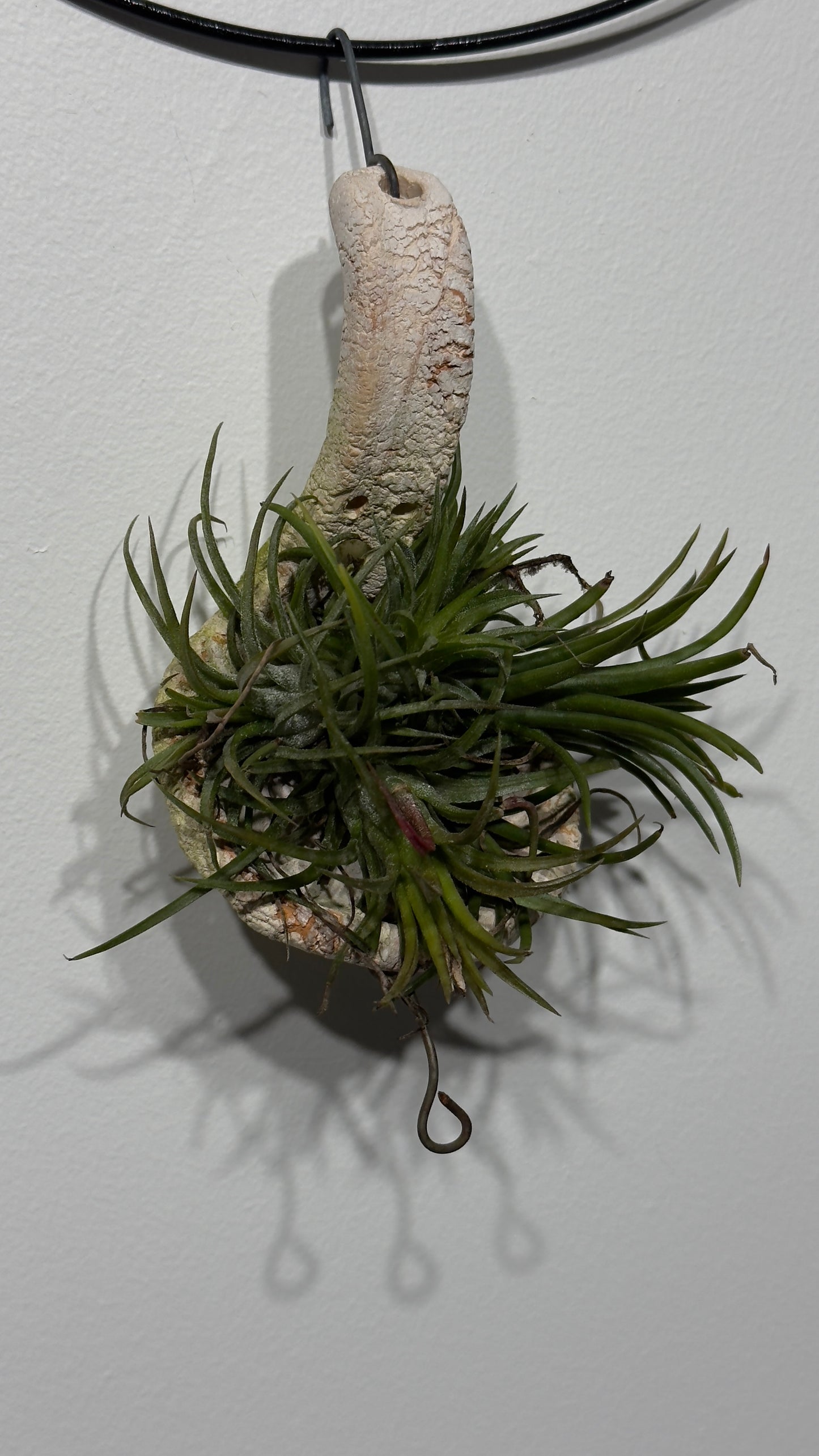 Gaisa augs Tillandsia Air plant 3