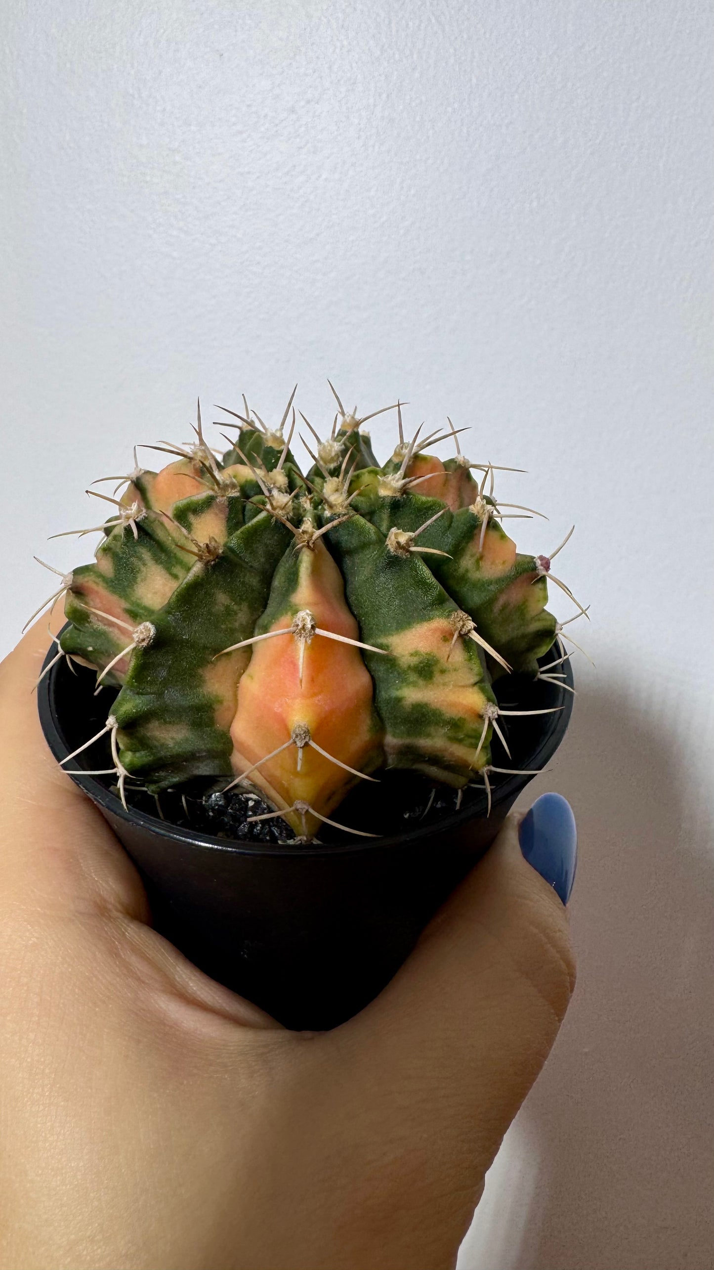 Gymnocalycium mihanovichii variegata