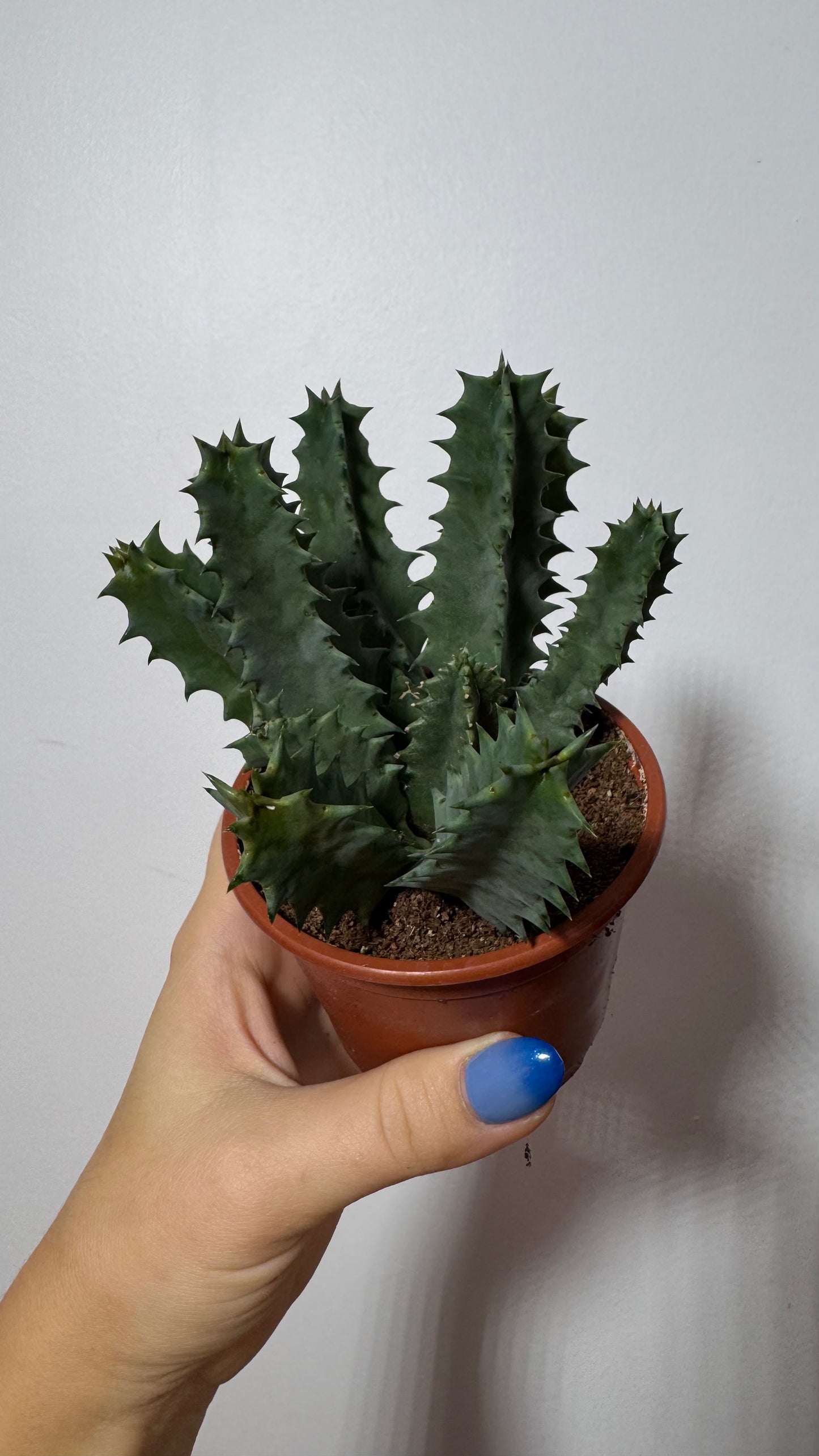 Huernia Hystrix