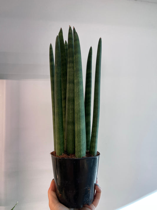 Sansevieria cylindrica 'Spaghetti'