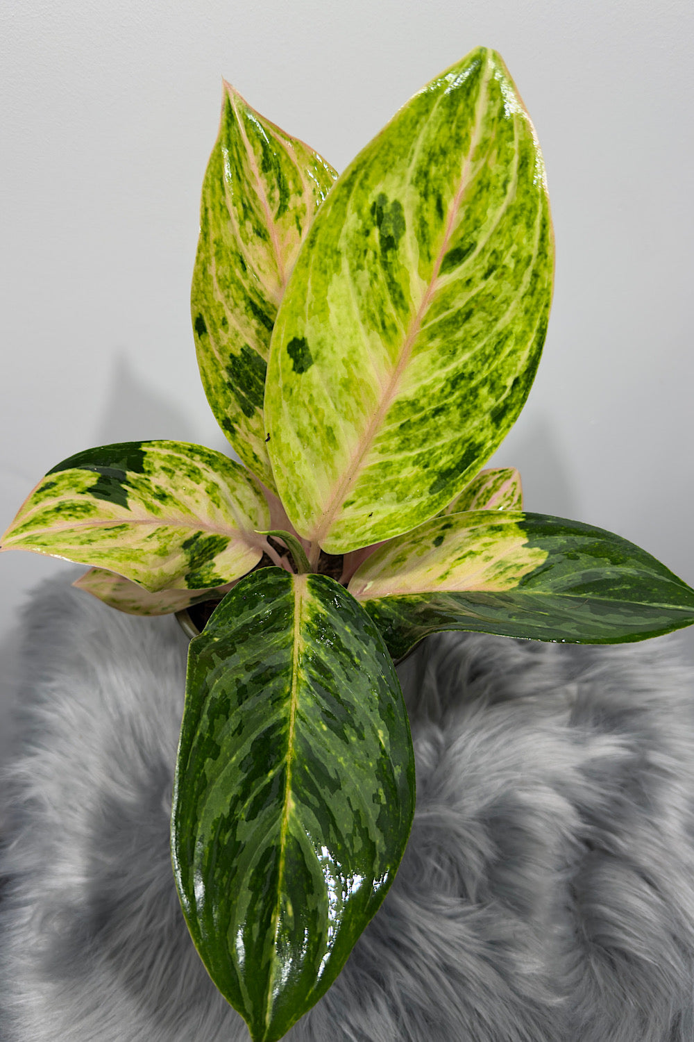 Aglaonema 14