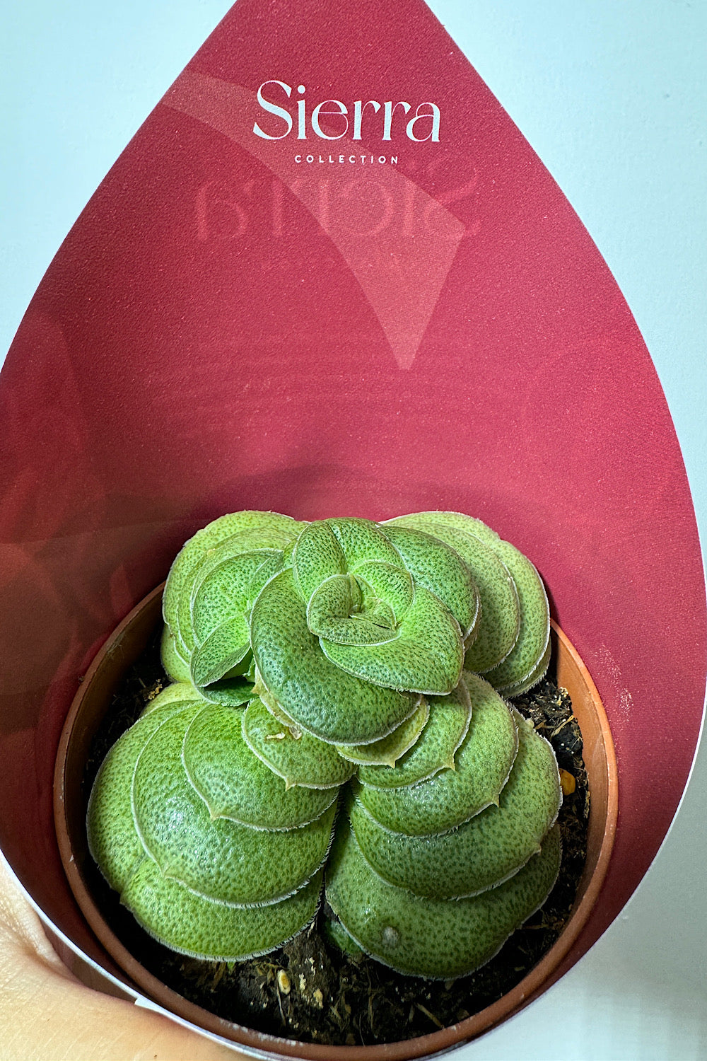 Crassula 4