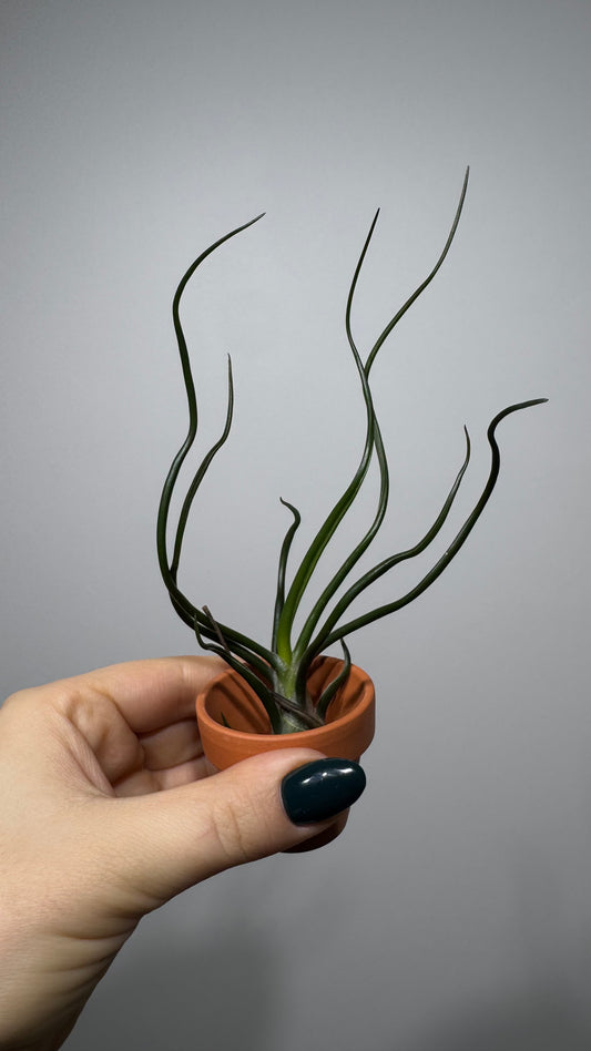 Gaisa augs Tillandsia Air plant 4