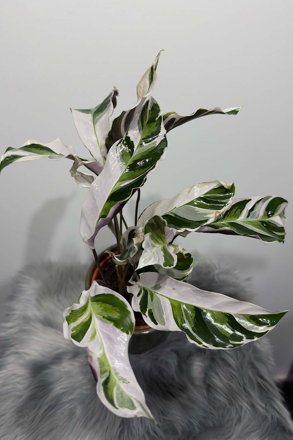 Calathea Fusion White