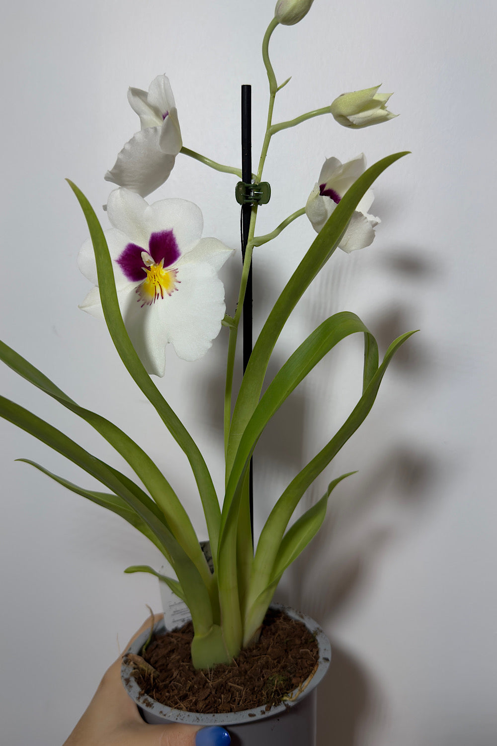 Miltoniopsis Orchid 1