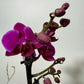 Phalaenopsis Orchid 2 flower stems 1.var