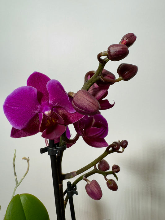 Phalaenopsis Orchid 2 flower stems 1.var