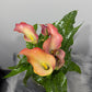 Zantedeschia 5