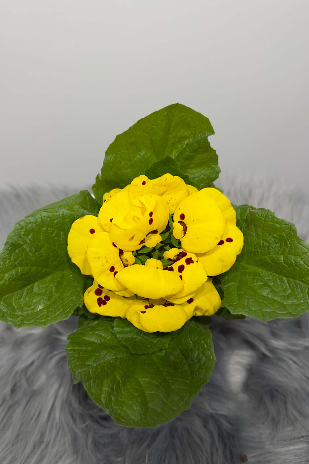 Calceolaria Herbeohybrida 5