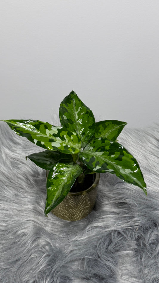 Aglaonema Pictum Tricolor