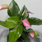 Anthurium