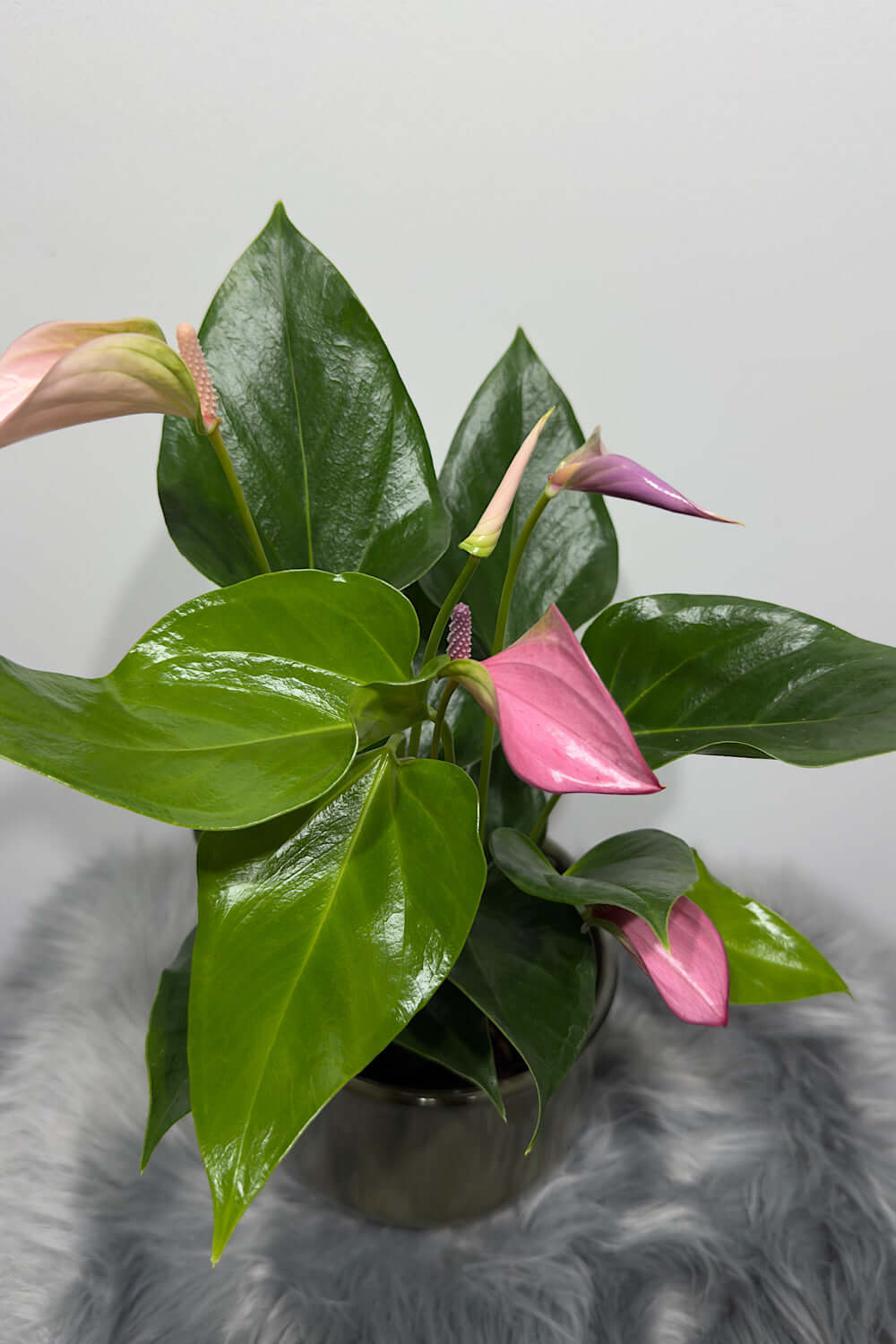 Anthurium