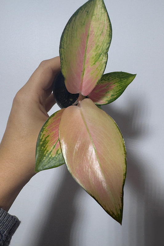 Aglaonema 2