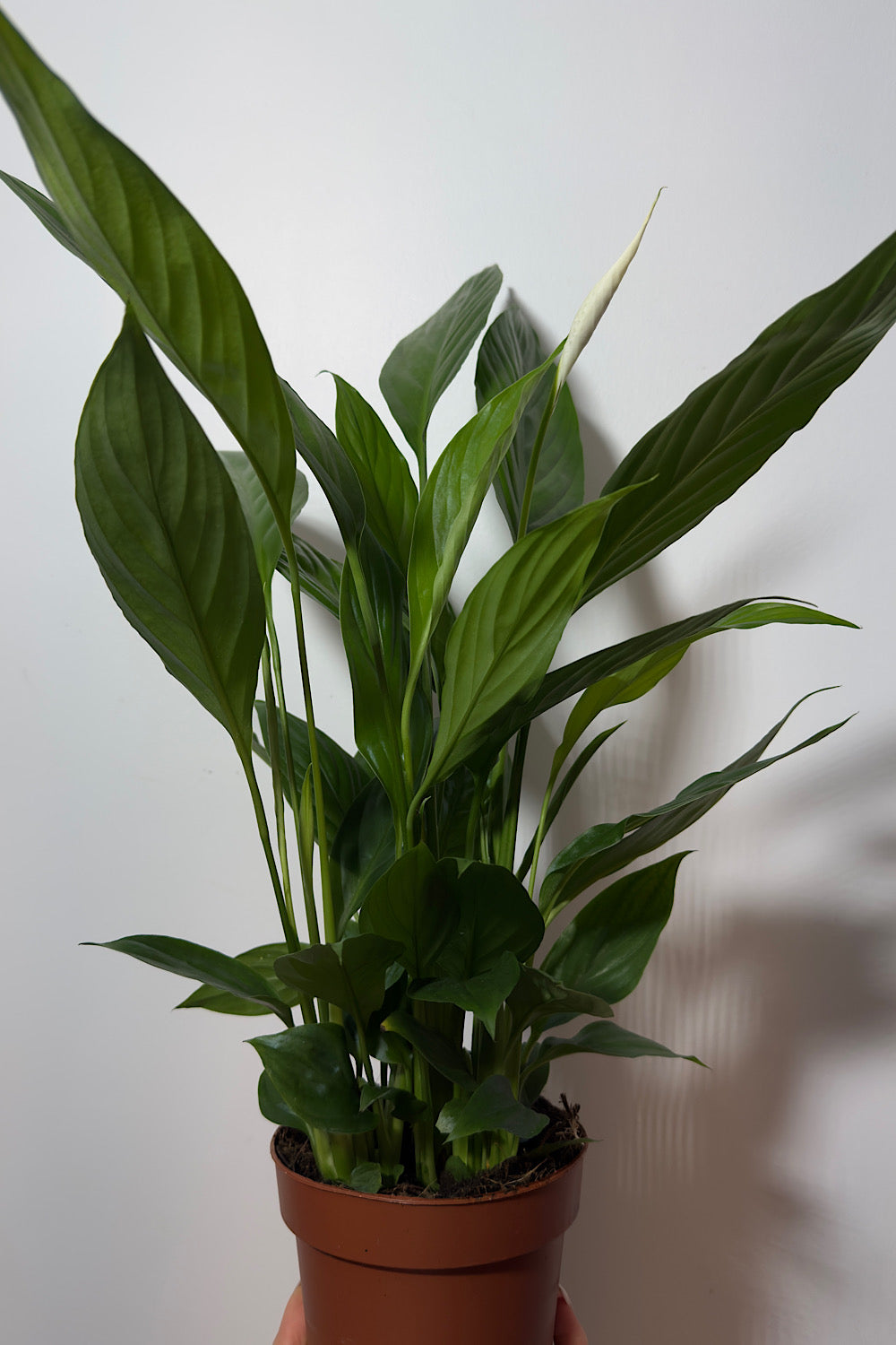 Spathiphyllum Bellini