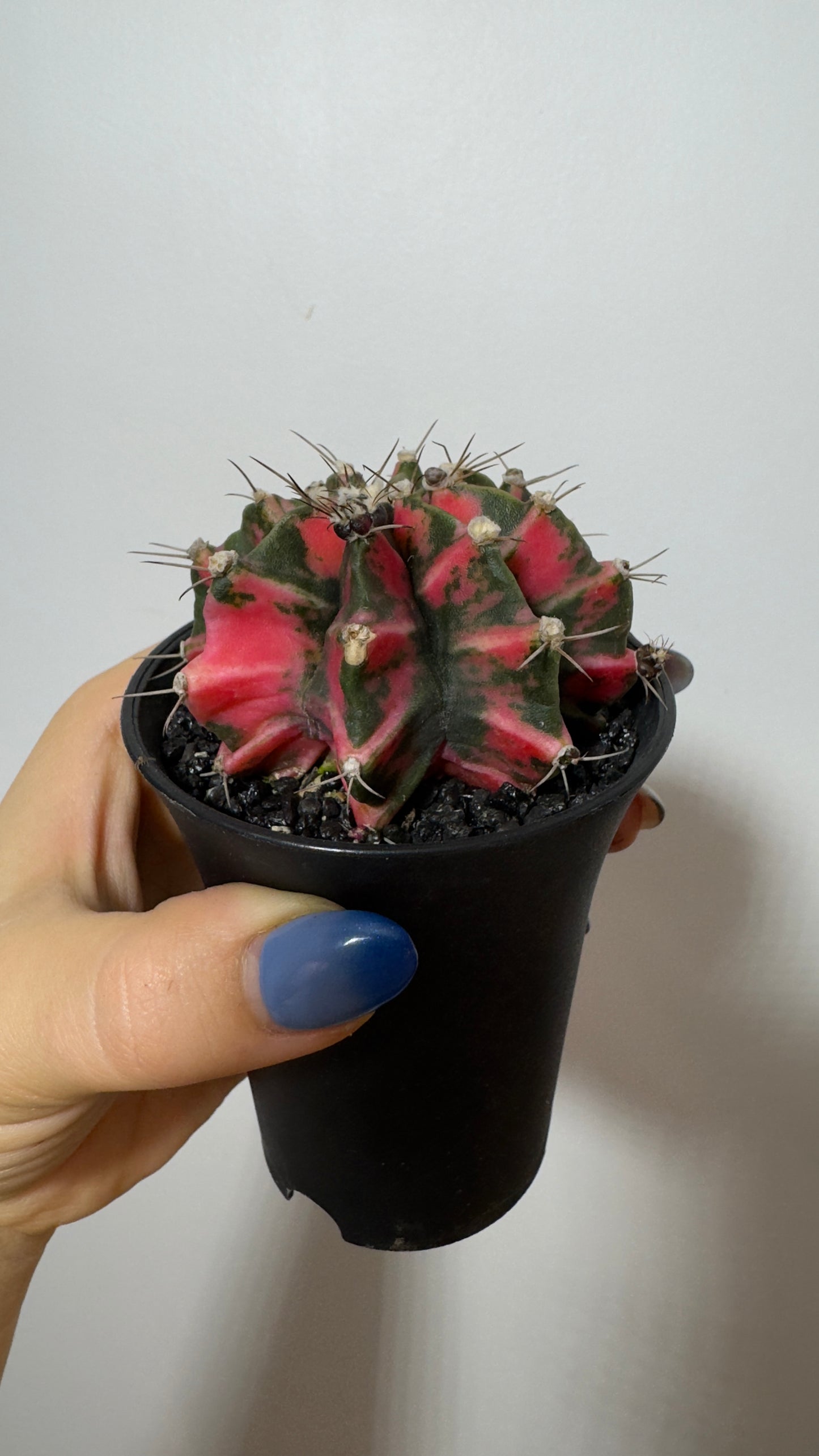 Gymnocalycium mihanovichii variegata