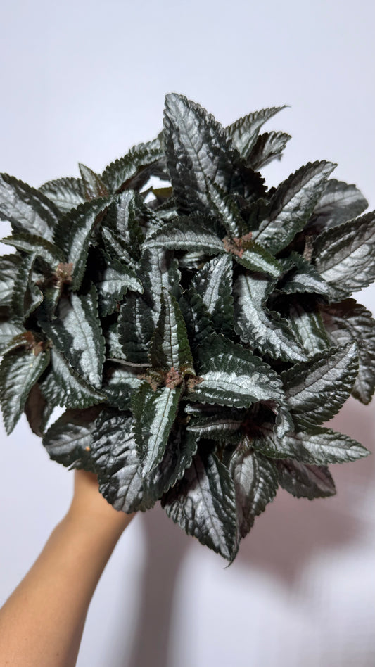 Pilea Silver Tree