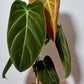 Philodendron melanochrysum