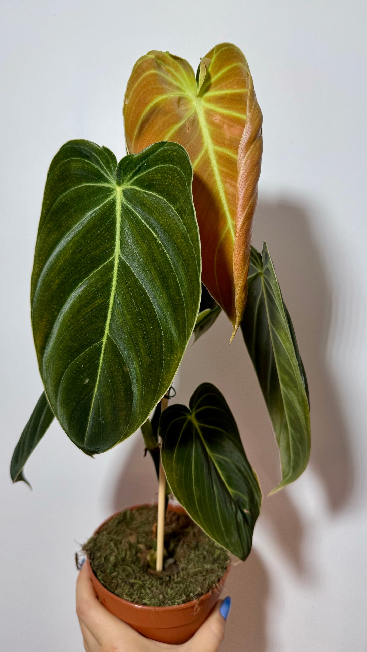 Philodendron melanochrysum