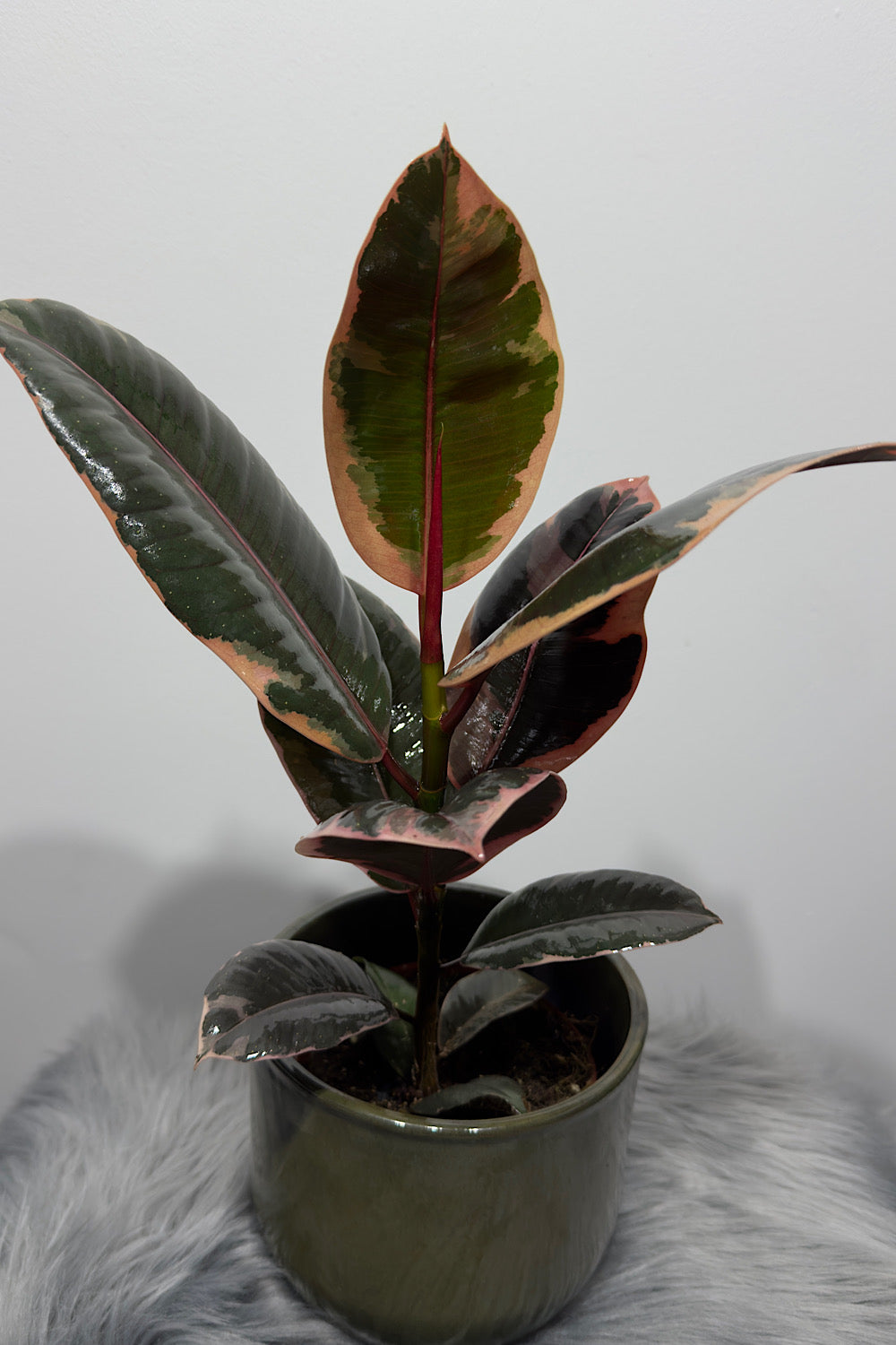 Ficus elastica Belize