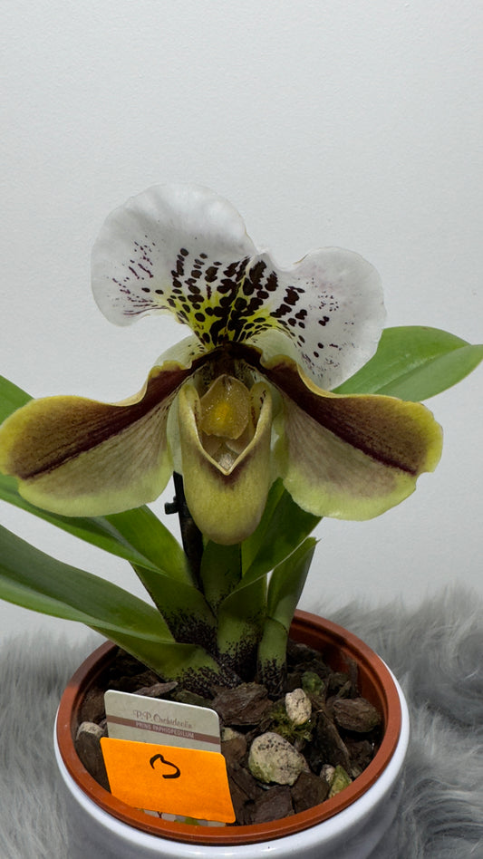 Orhideja Paphiopedilum Amerika 3