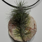 Air plant Tillandsia Air plant 7