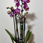 Phalaenopsis Orchid 4 flower stems 8.var