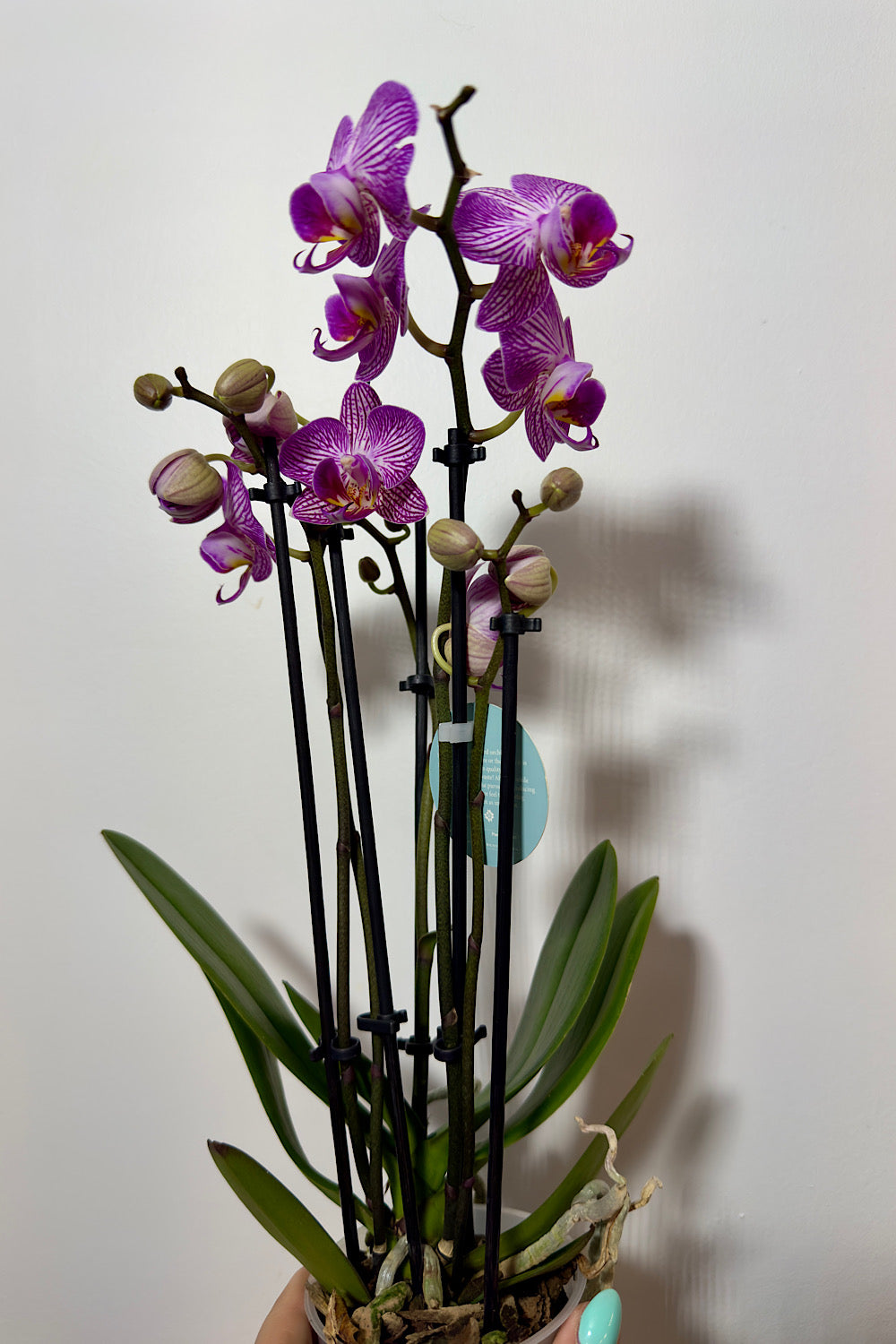 Phalaenopsis Orchid 4 flower stems 8.var