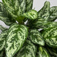 Aglaonema Laurel Green