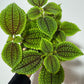 Pilea Mėnulio Slėnis