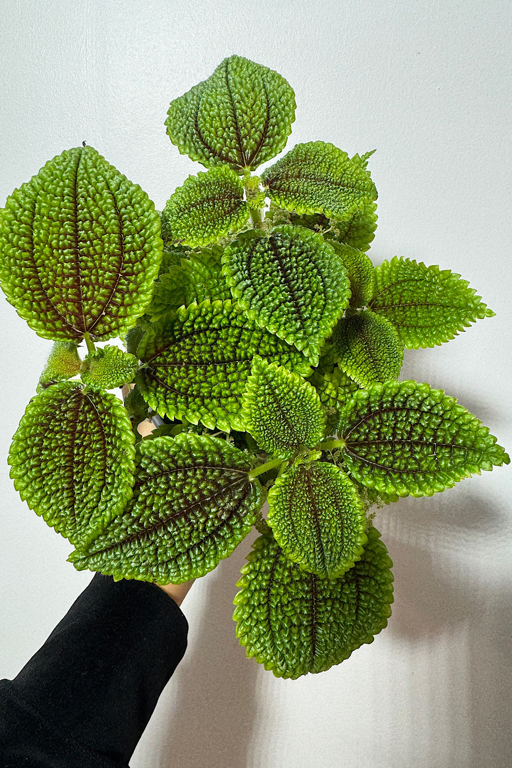 Pilea Mėnulio Slėnis