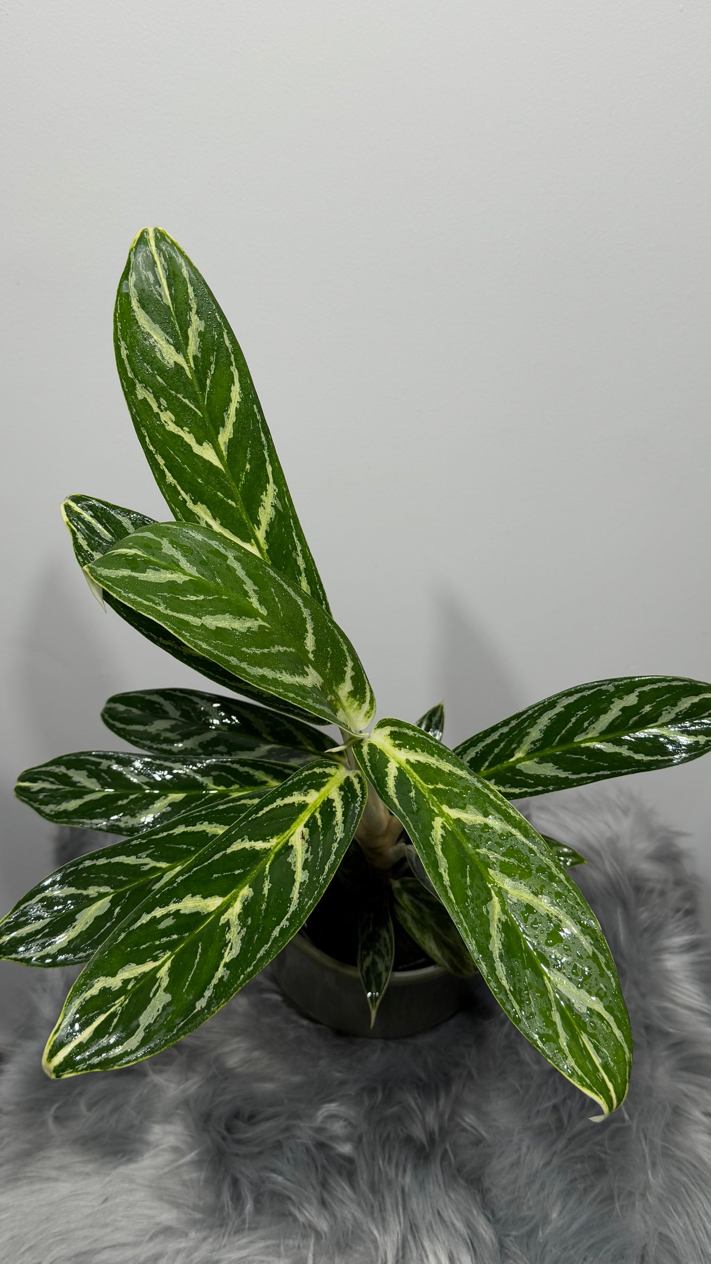 Aglaonema 3