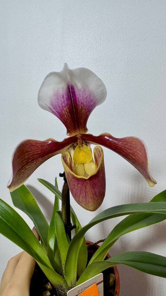 Orhideja Paphiopedilum Amerika 5