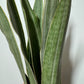 Sansevieria Metallica