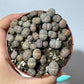 Lithops 1