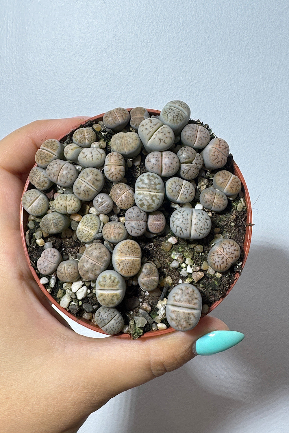 Lithops 1