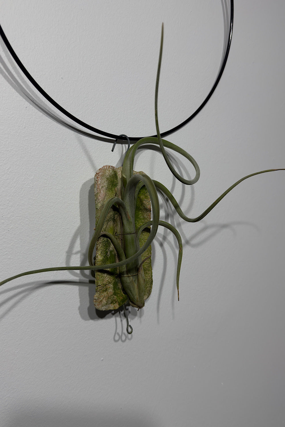 Gaisa augs Tillandsia Air plant 8