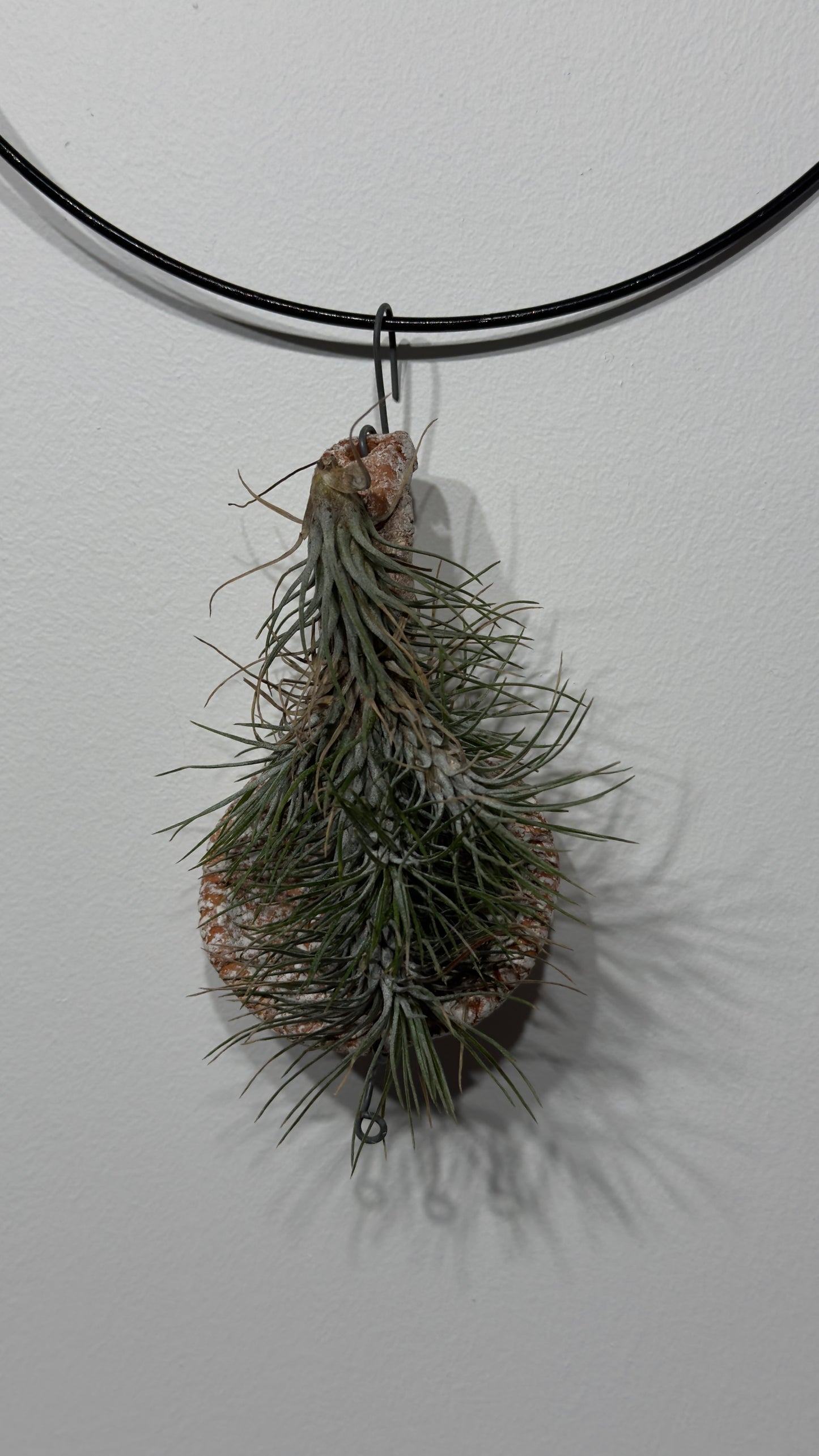 Gaisa augs Tillandsia Air plant 2 2