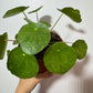 Pilea Sugar