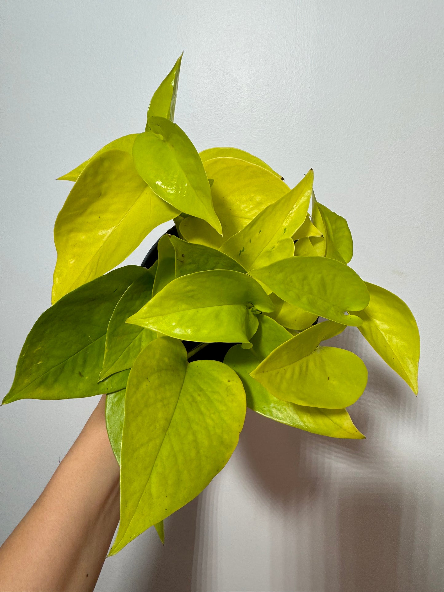 Epipremnum Neon