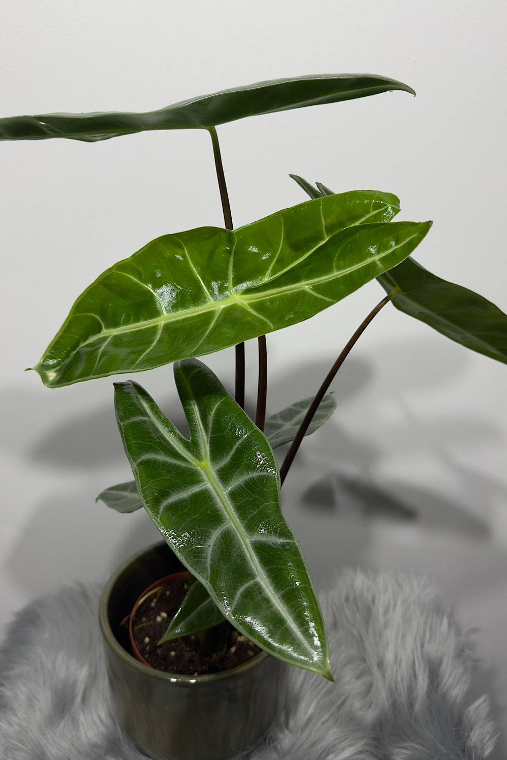 Alocasia Longiloba