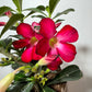 Adenium obesum Anouk