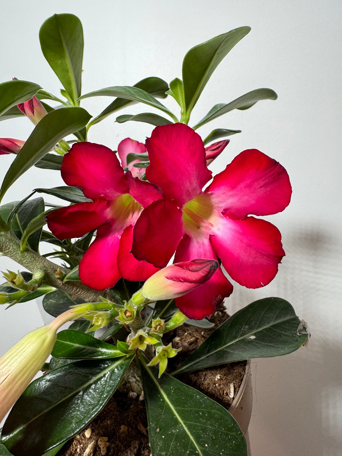 Adenium obesum Anouk