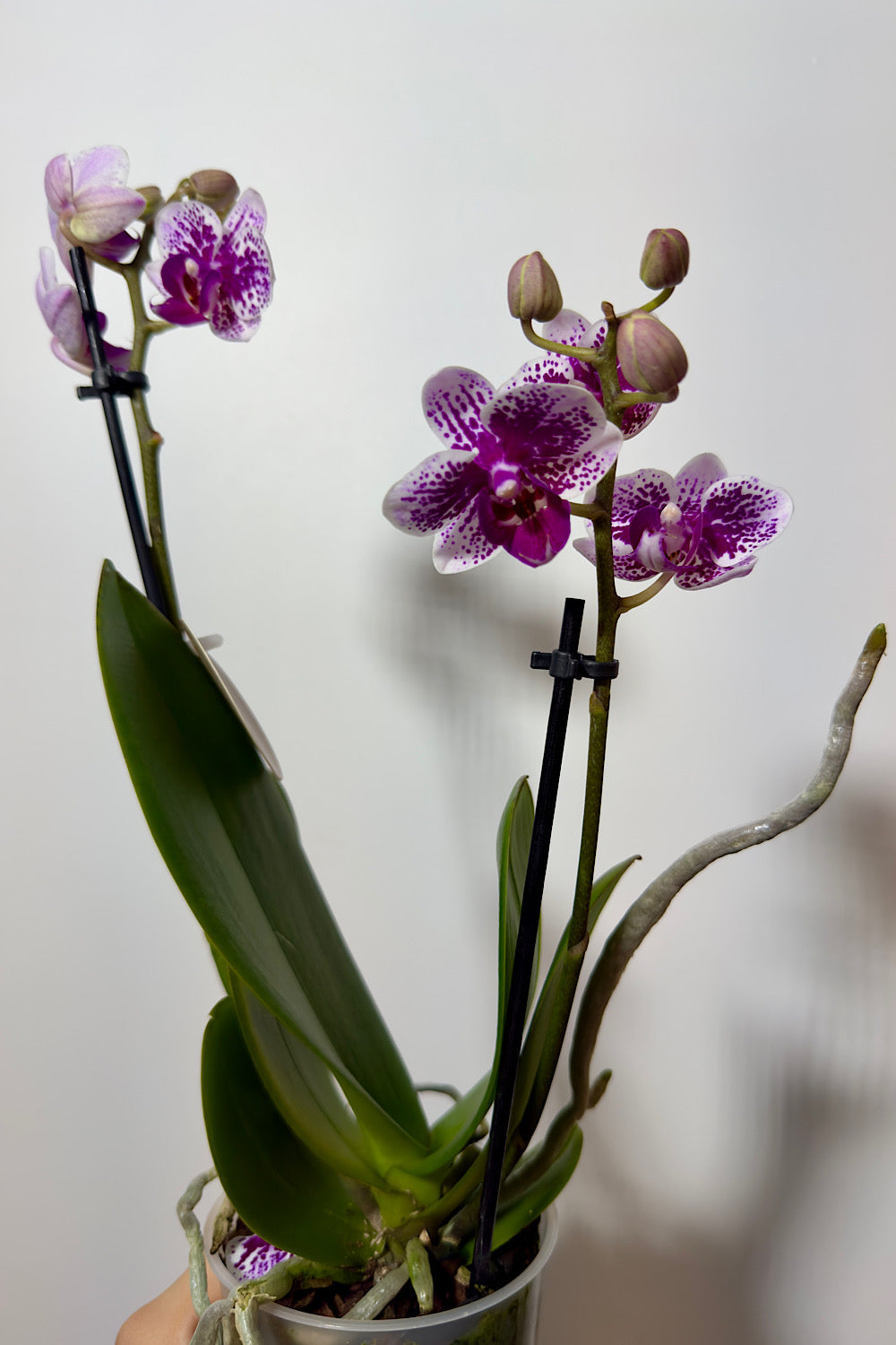 Orhideja Phalaenopsis 2 õievart 7.var