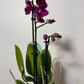 Phalaenopsis Orchid 2 flower stems 1.var