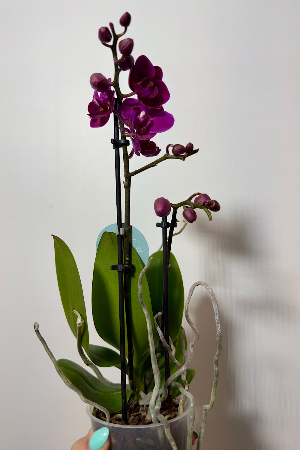 Phalaenopsis Orchid 2 flower stems 1.var