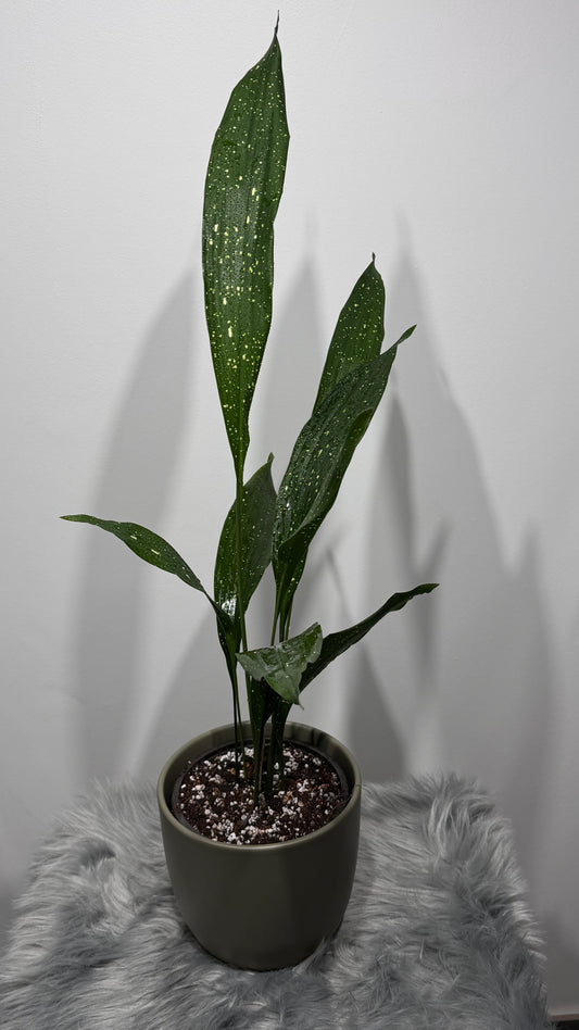 Aspidistra elatior Milky Way Mājas svētība