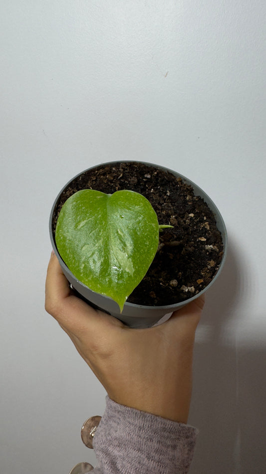 Monstera Thai Constellation