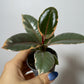 Ficus Ruby Bicolor